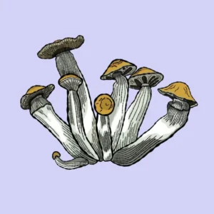 golden-teacher-growkit-shroomsupply min