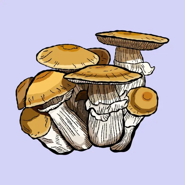 hillbilli-pumpkin-growkit-shroomsupply min