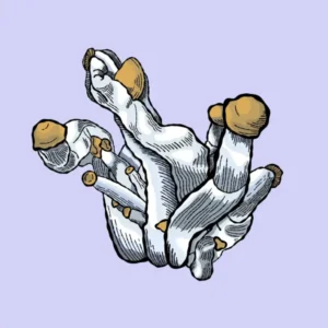 texas-yellow-cap-growkit-shroomsupply min