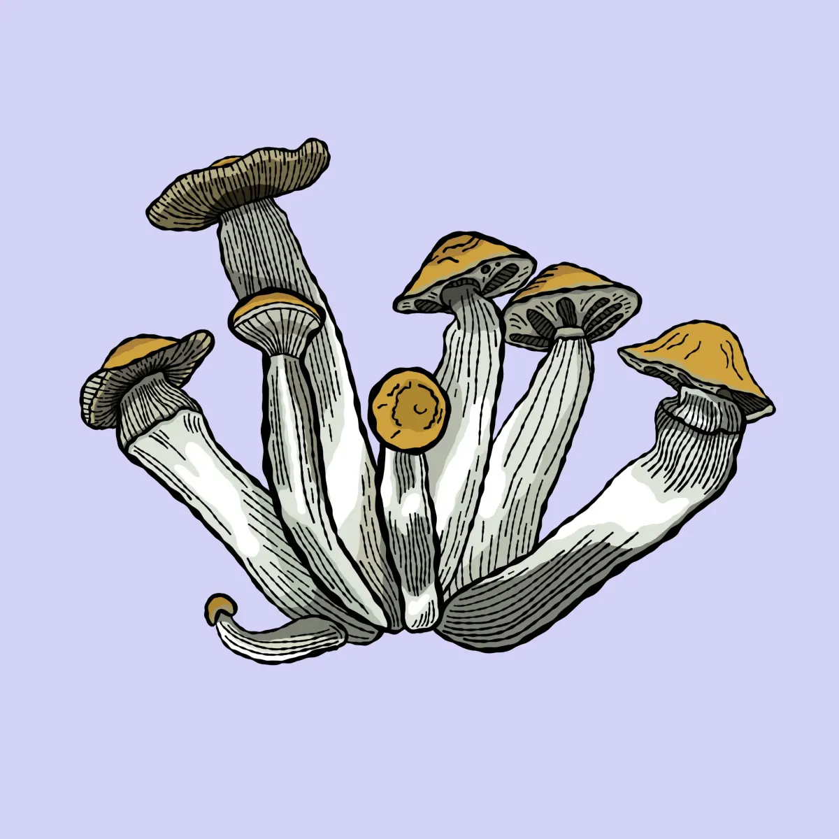 golden teacher growkit shroomsupply golden teacher growkit psilocybe cubensis shroomsupply