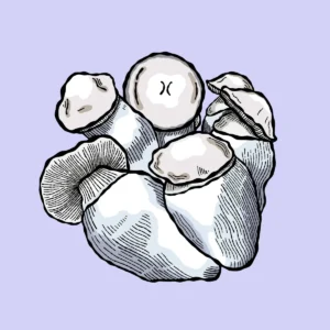 jack rabbit growkit shroomsupply jack rabbit growkit psilocybe cubensis shroomsupply