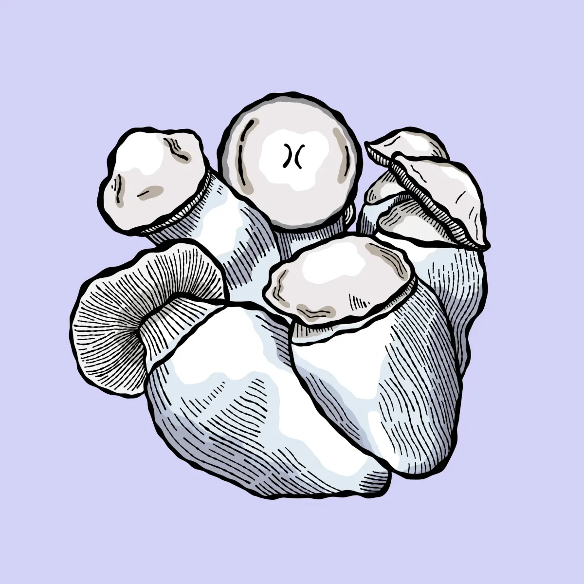 jack rabbit growkit shroomsupply jack rabbit growkit psilocybe cubensis shroomsupply