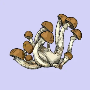 jedi mind fuck growkit psilocybe cubensis shroomsupply