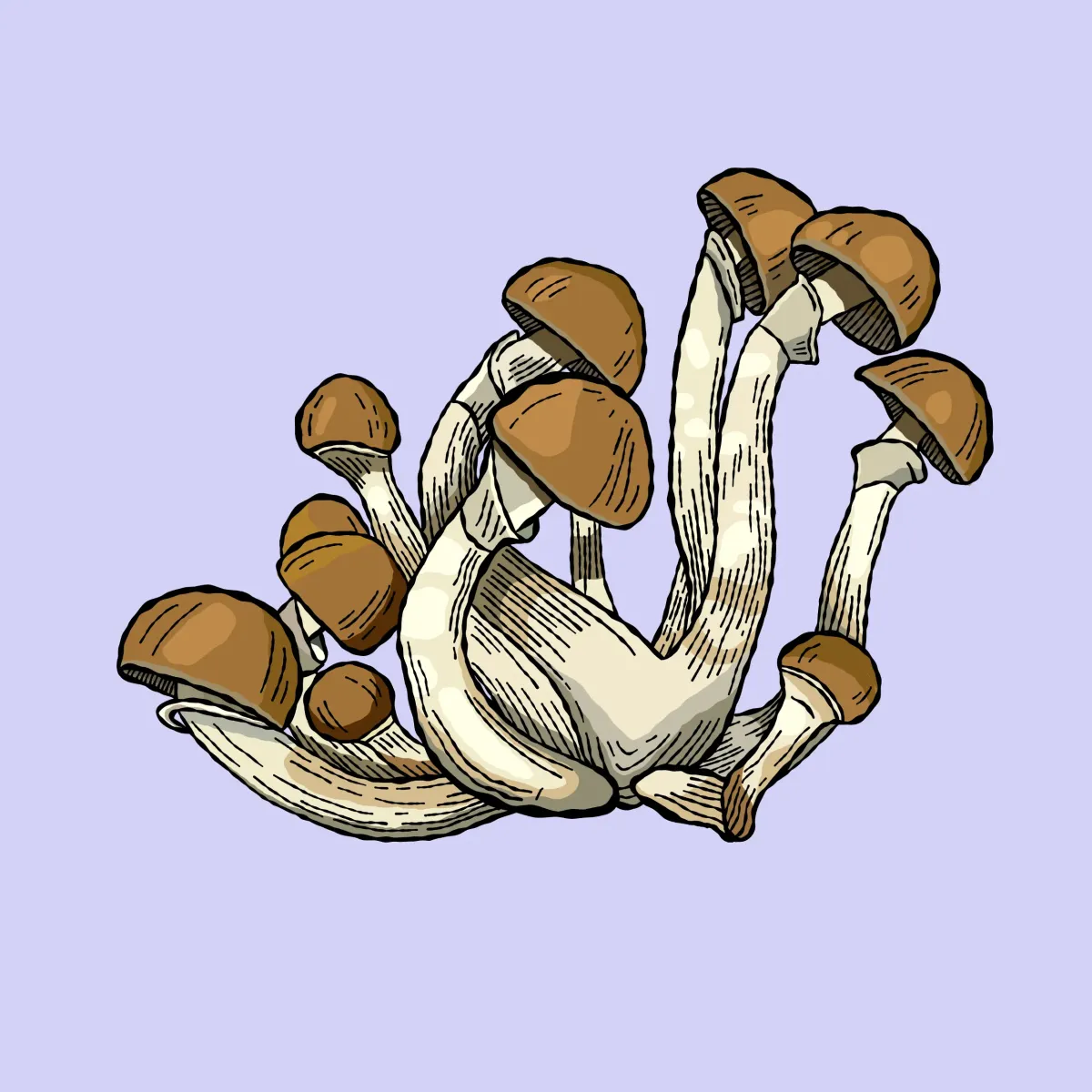 jedi mind fuck growkit psilocybe cubensis shroomsupply