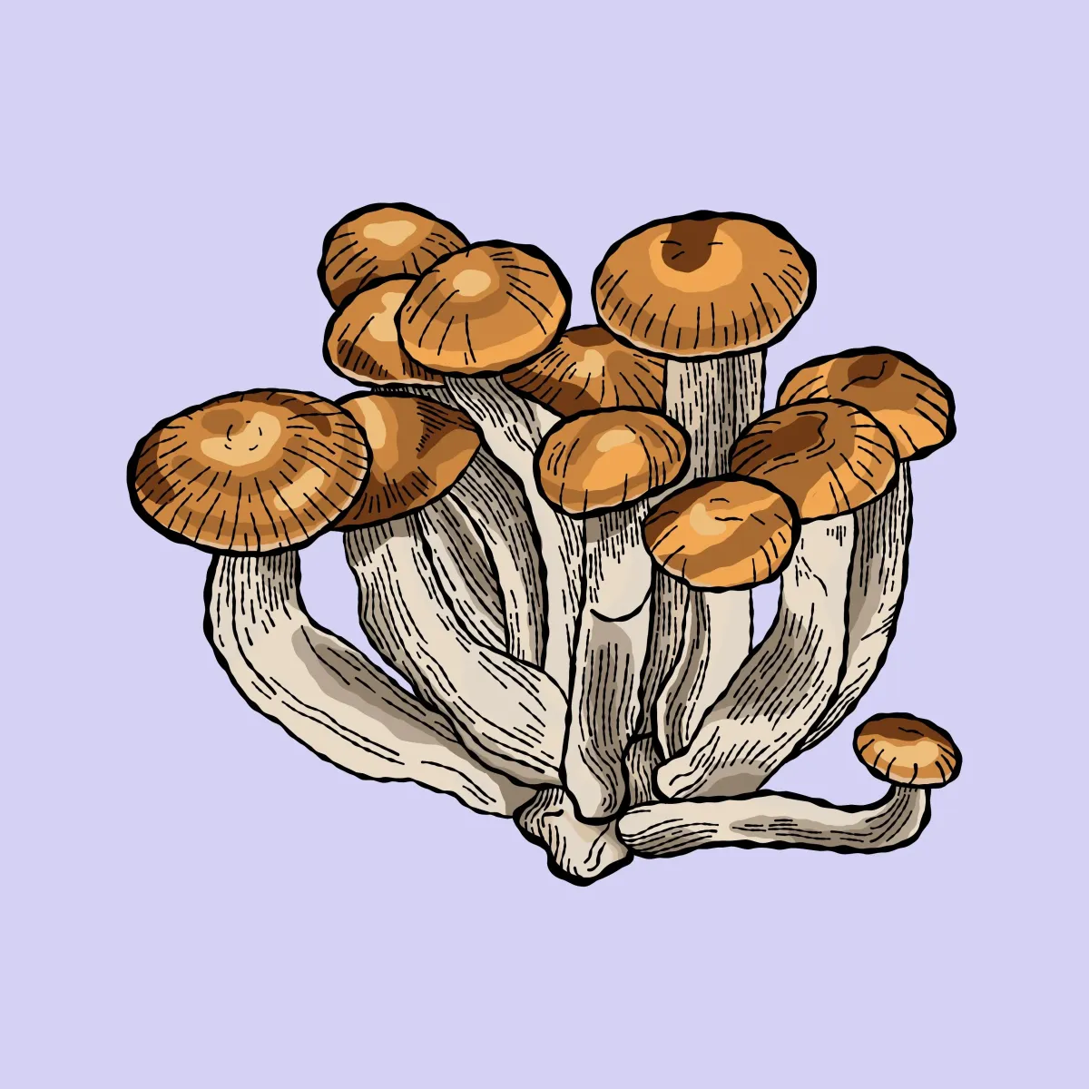 mazatapec growkit psilocybe cubensis shroomsupply