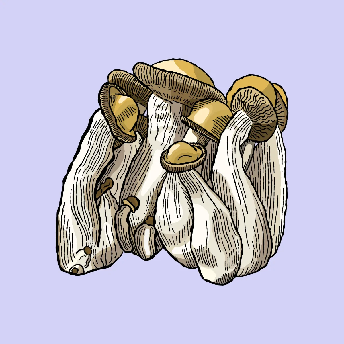 melmak growkit shroomsupply melmak growkit psilocybe cubensis shroomsupply