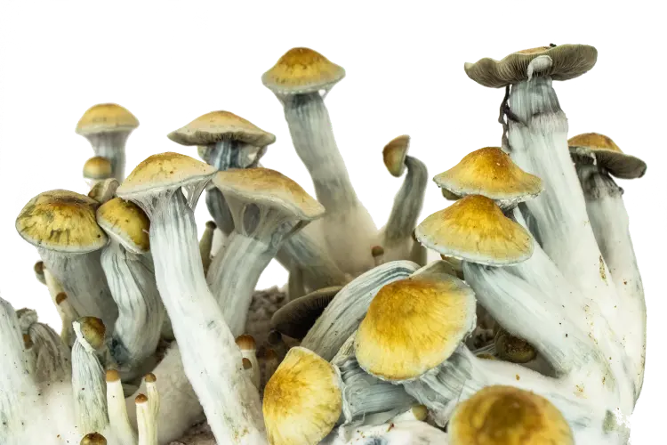 golden teacher grzyby psilocybe cubensis growkit golden teacher grzyby psylocybinowe golden teacher grzyby psilocybe cubensis growkit golden teacher grzyby psylocybinowe