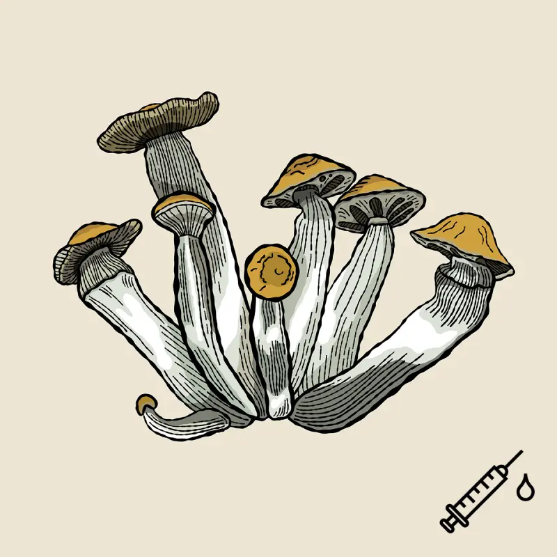 Golden Teacher płynne kultury liquid culture psilocybe cubensis