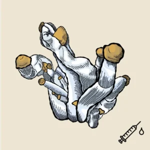 Texas Yellow Cap płynne kultury liquid culture