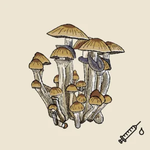 cambodian płynne kultury liquid culture